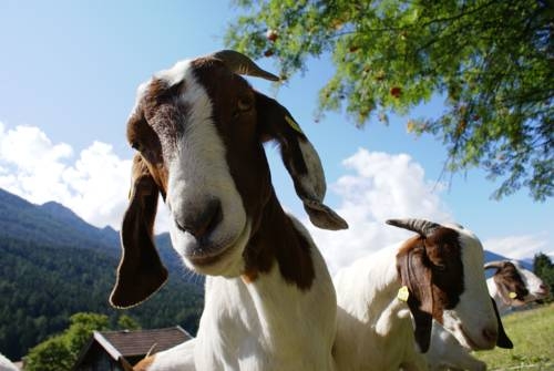 Imagen general del Hotel Hotel Eschenhof. Foto 30