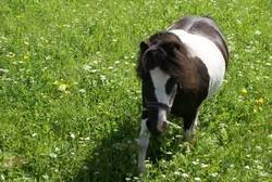 Imagen general del Hotel Hotel Eschenhof, Fulpmes. Foto 25