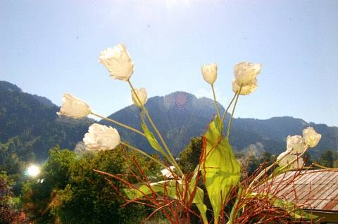 Imagen general del Hotel Hotel Garni Entstrasser. Foto 7