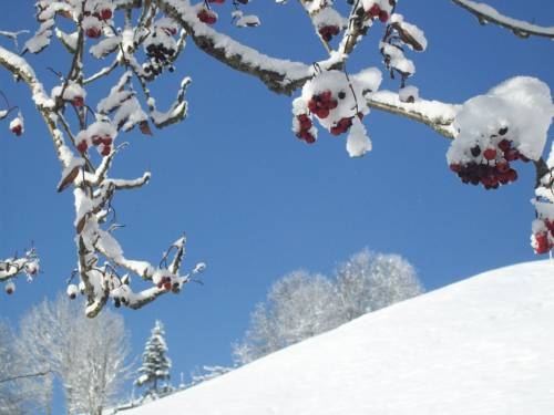 Imagen general del Hotel Hotel Garni Hanslerhof. Foto 4