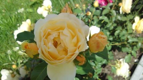 Imagen de la habitación del Hotel Hotel Garni Hanslerhof. Foto 60