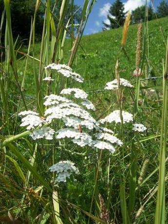 Imagen de la habitación del Hotel Hotel Garni Hanslerhof. Foto 63