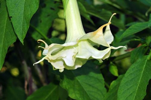 Imagen general del Hotel Hotel Garni Sonnhof. Foto 27