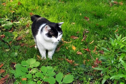 Imagen general del Hotel Hotel Garni Sonnhof. Foto 30