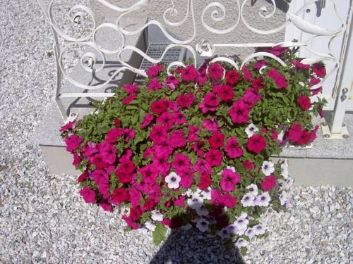 Imagen general del Hotel Hotel-Garni Hubertus. Foto 48