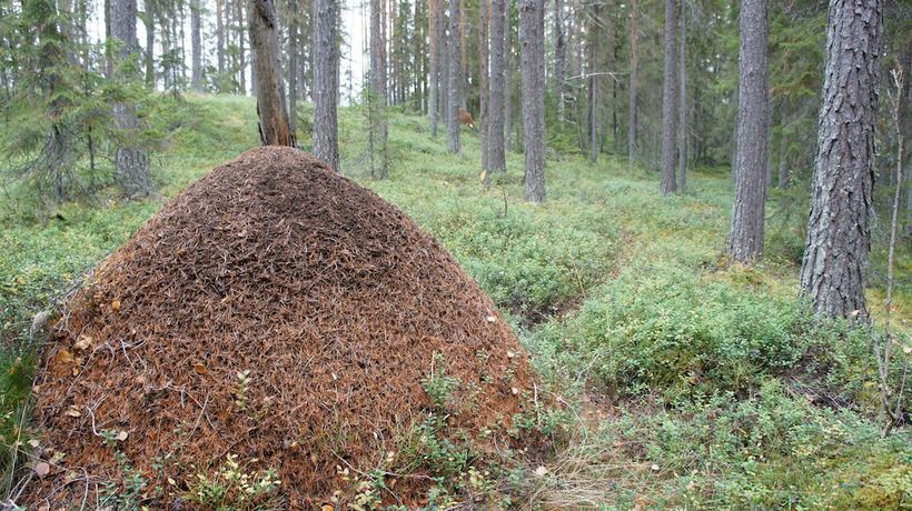 Imagen general del Hotel Hotell Vindelngallerian. Foto 4