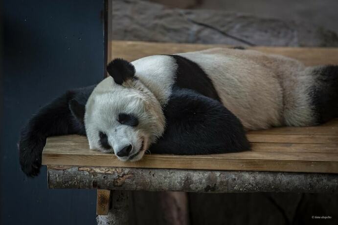 Imagen general del Hotel Hotelli Mesik&auml;mmen Oy. Foto 3