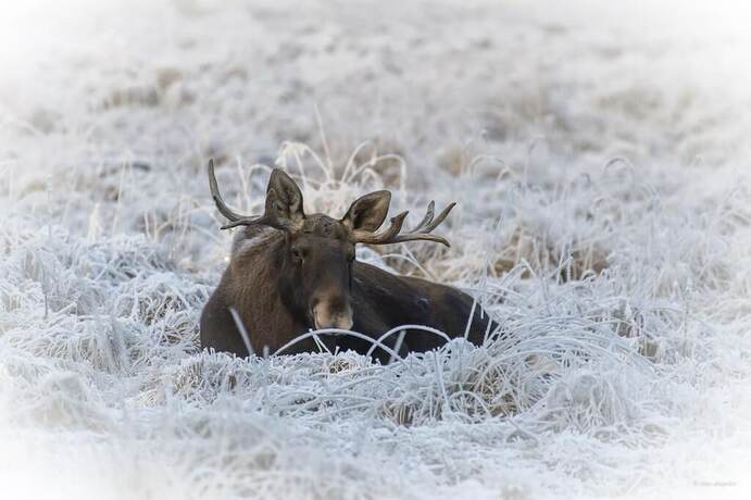 Imagen general del Hotel Hotelli Mesik&auml;mmen Oy. Foto 6