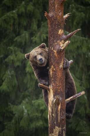 Imagen general del Hotel Hotelli Mesik&auml;mmen Oy. Foto 7