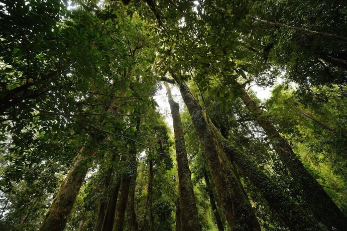 Imagen de los exteriores del Hotel Huilo Huilo Cabanas del Bosque. Foto 17