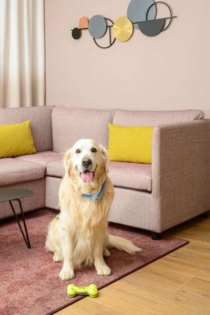 Imagen de la habitación del Hotel Hyatt House Paris Charles de Gaulle Airport. Foto 13