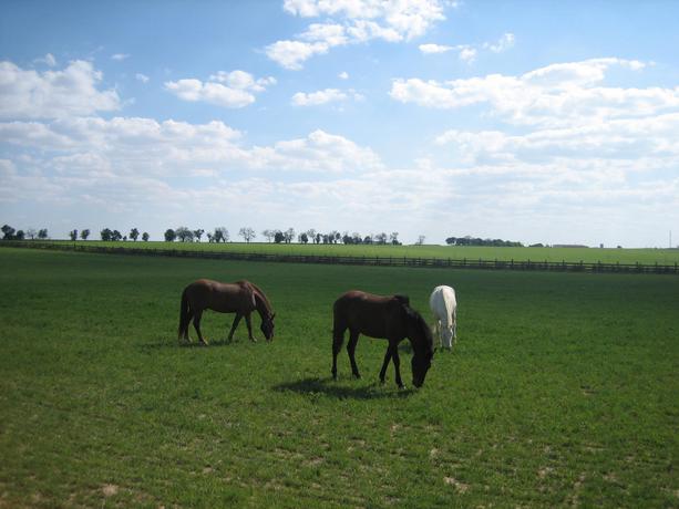 Imagen de los exteriores del Hotel Ibersol La Casona de Andrea. Foto 14