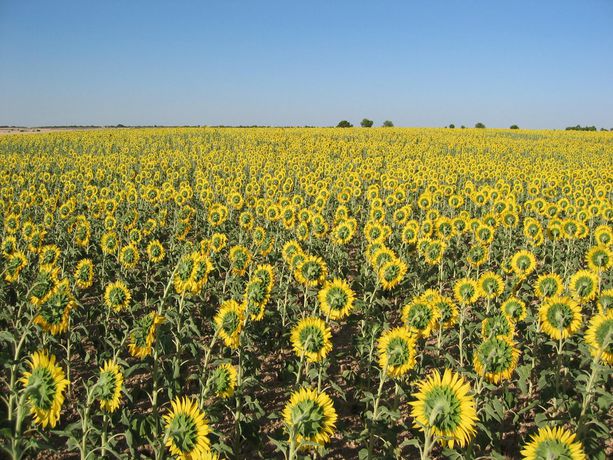 Imagen de los exteriores del Hotel Ibersol La Casona de Andrea. Foto 18