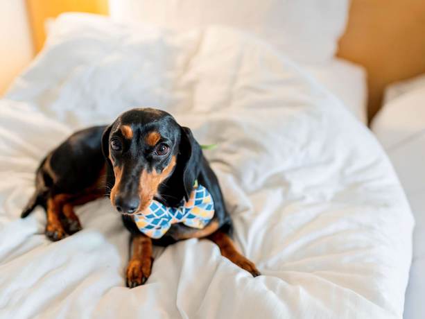 Imagen de la habitación del Hotel Ibis Coimbatore City Centre. Foto 18