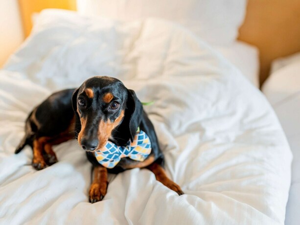 Imagen de la habitación del Hotel Ibis Kochi City Centre. Foto 28