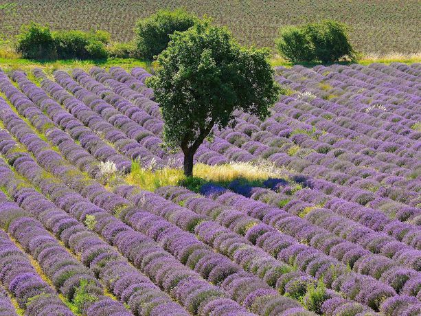 Imagen de la habitación del Hotel Ibis Orange Centre &Eacute;changeur A7 A9, Orange. Foto 6