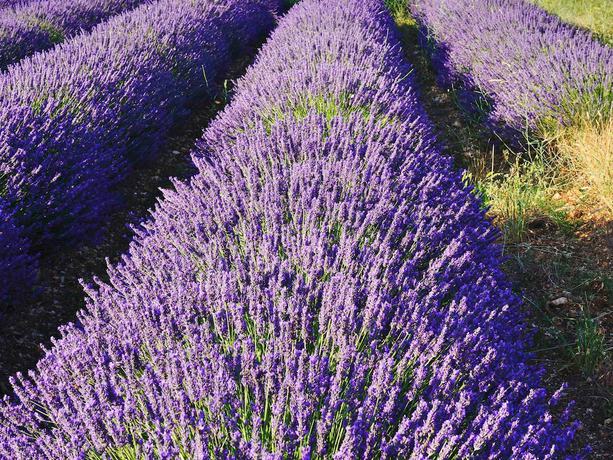 Imagen de la habitación del Hotel Ibis Orange Centre &Eacute;changeur A7 A9, Orange. Foto 9
