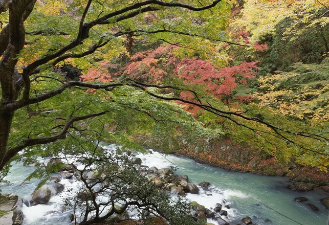 Imagen de la habitación del Hotel Ichinoyu Honkan. Foto 28