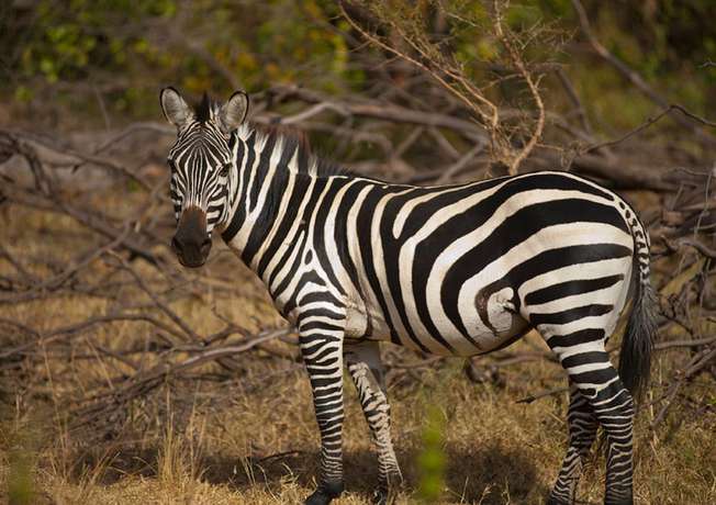 Imagen de los exteriores del Hotel Impala Ecolodge. Foto 16