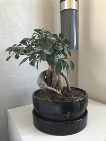 Imagen de la habitación del Hotel Insignia Brooklyn, Ascend Collection. Foto 5