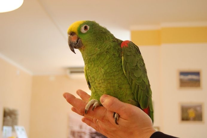 Imagen de los interiores del Hotel Irene, Lignano Sabbiadoro. Foto 16