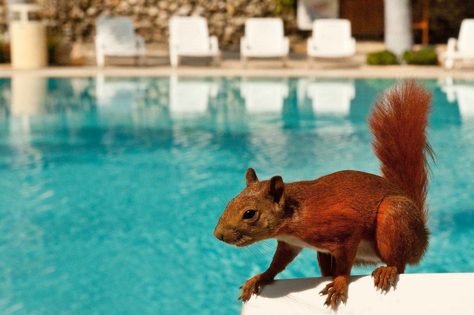 Imagen de la piscina del Hotel Irotama Lago. Foto 11