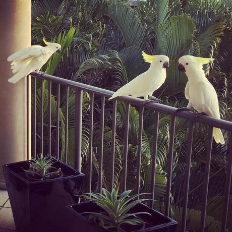 Imagen general del Hotel Island View, Airlie Beach. Foto 4