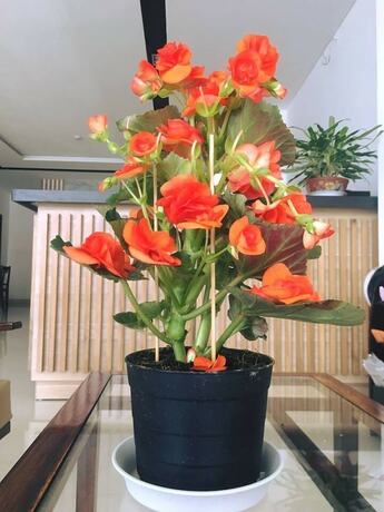 Imagen de los interiores del Hotel Ivy Da Lat. Foto 37