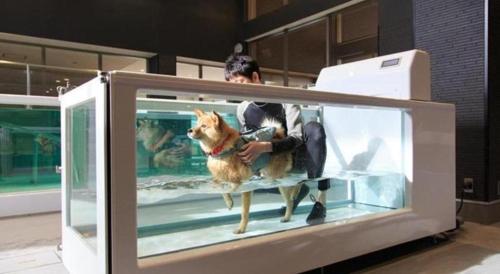 Imagen general del Hotel Izumigo Yatsugatake Dog Paradise Cottage. Foto 19