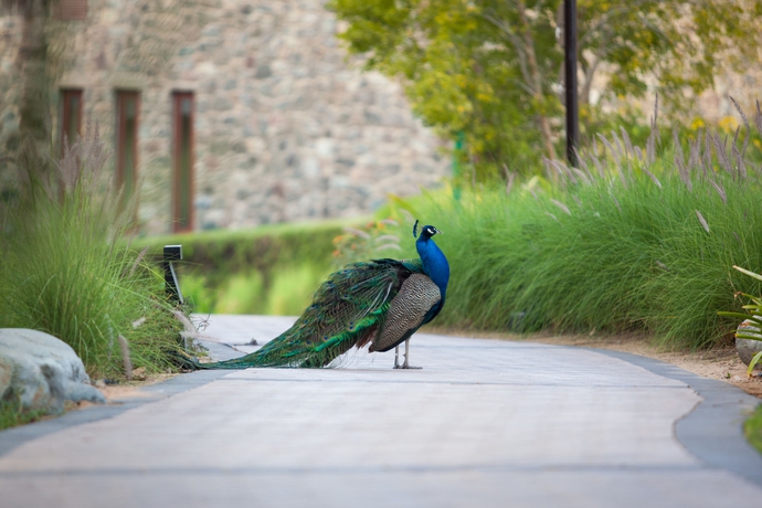 Imagen de los exteriores del Hotel Ja The Resort - Ja Palm Tree Court. Foto 10