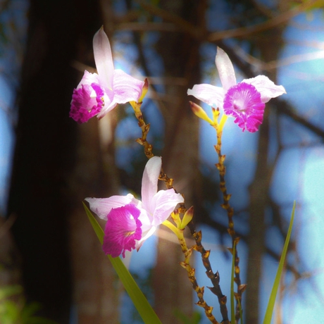 Imagen de los exteriores del Hotel Jaco Docelunas. Foto 5
