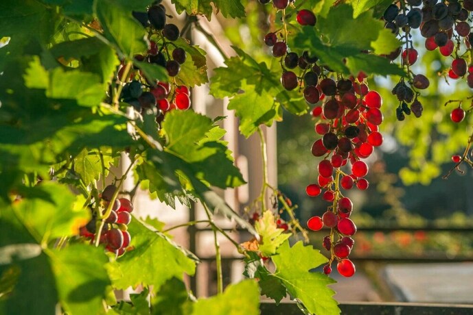 Imagen general del Hotel Jacobs Estate Cottage. Foto 6