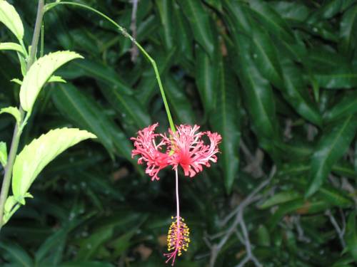 Imagen de los exteriores del Hotel Jardín Concha. Foto 4