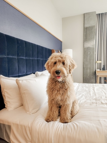 Imagen de la habitación del Hotel Jasper. Foto 10