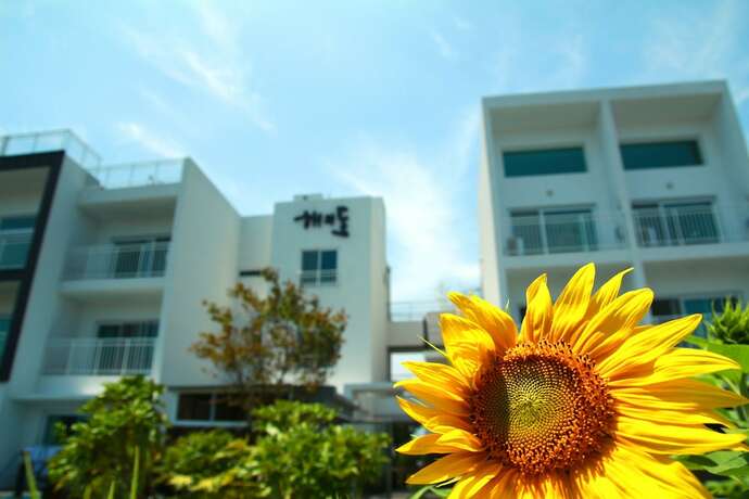 Imagen general del Hotel Jeju Baraki. Foto 8
