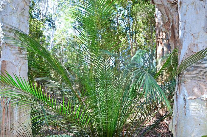 Imagen general del Hotel Jervis Bay Cabins and Hidden Creek Campsite. Foto 7