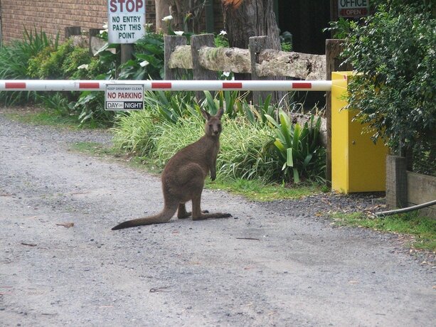 Imagen de los exteriores del Hotel Jervis Bay Cabins and Hidden Creek Campsite. Foto 29