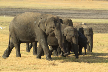 Imagen de los exteriores del Hotel Jetwing Vil Uyana. Foto 3