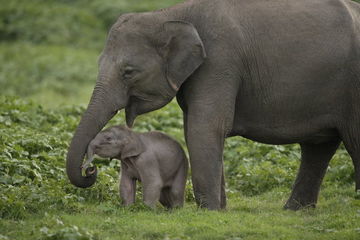 Imagen de los exteriores del Hotel Jetwing Vil Uyana. Foto 4