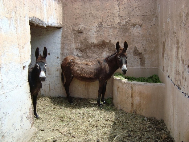 Imagen de los exteriores del Hotel Jnane Tihihit. Foto 14