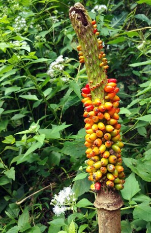 Imagen general del Hotel Joan Beach Resort. Foto 5