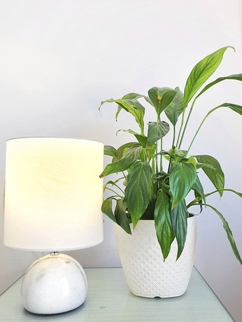 Imagen de la habitación del Hotel Joan. Foto 12