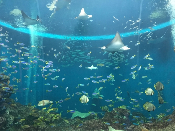 Imagen de la piscina del Hotel Kamogawa Sea World. Foto 14