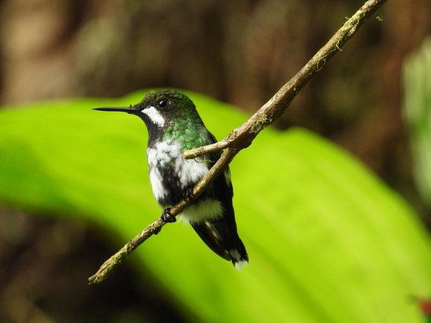 Imagen de la habitación del Hotel Kapari Natural Lodge and Spa. Foto 18