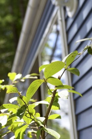 Imagen de los exteriores del Hotel Kawaguchiko Country Cottage Ban. Foto 14