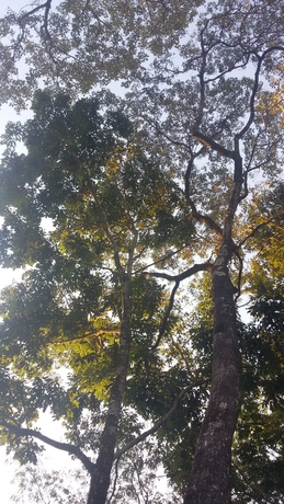 Imagen de los exteriores del Hotel Kelta Puerto Iguazu. Foto 13