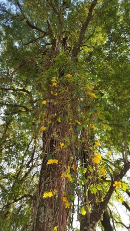 Imagen de los exteriores del Hotel Kelta Puerto Iguazu. Foto 16