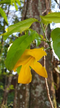 Imagen de los exteriores del Hotel Kelta Puerto Iguazu. Foto 17