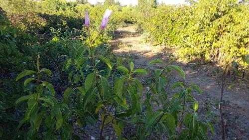 Imagen general del Hotel Kernow Charters Towers. Foto 3