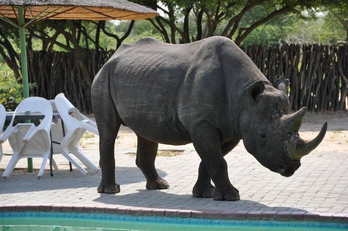 Imagen general del Hotel Khama Rhino Sanctuary. Foto 5